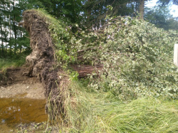 zásah SDH při vývratu stromu na plot rodinného domu